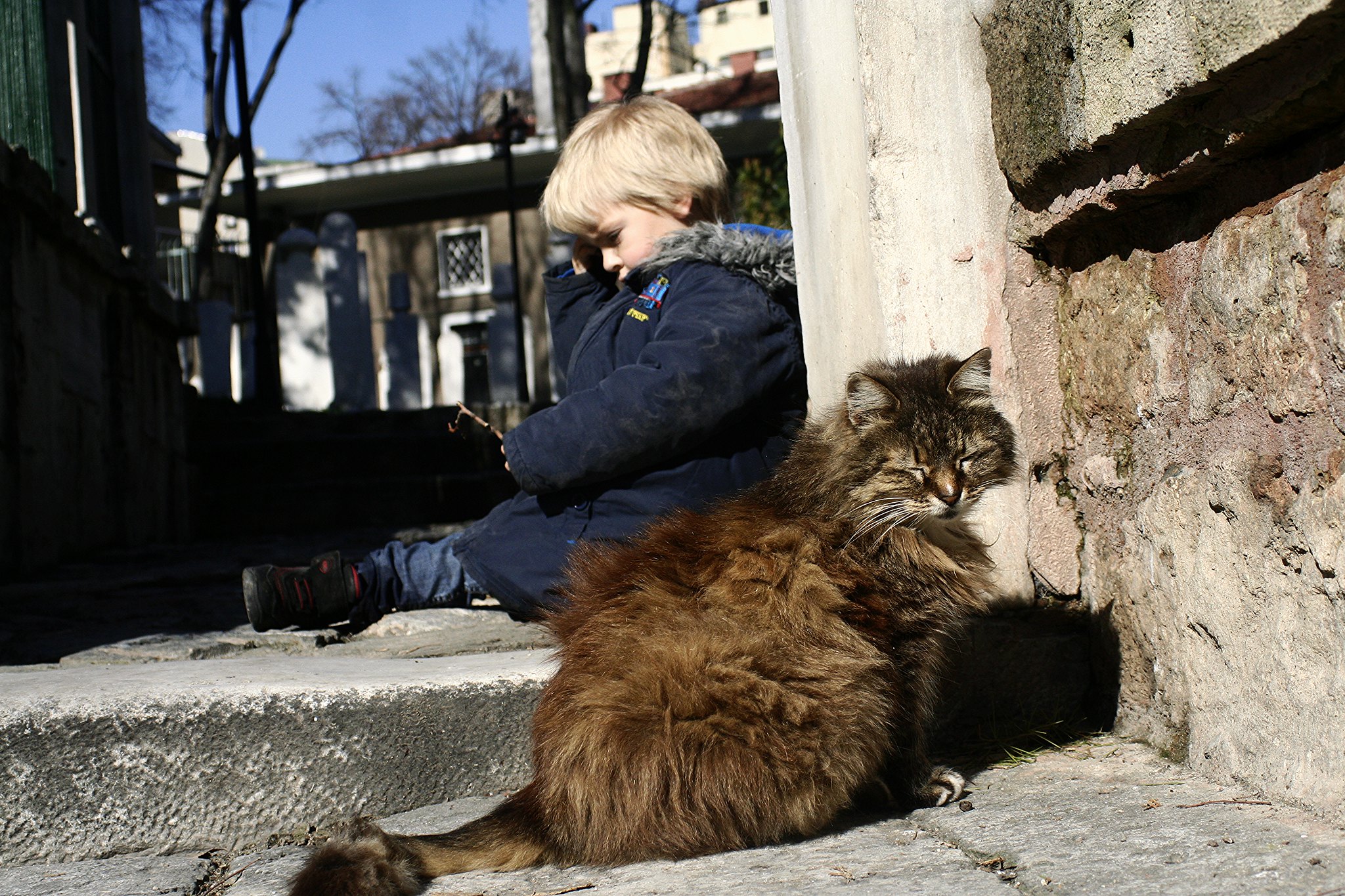 Contemplation and the cat.