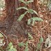 Garden Inventory: Sequoia sempervirens - 08