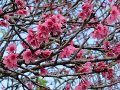 03.03.13 Cherry Blosssoms in Wahiawa