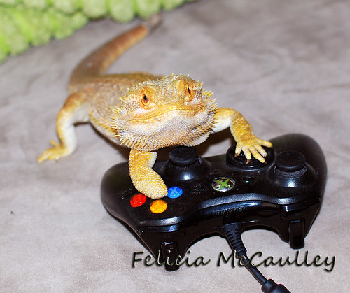 Bearded Dragon playing Xbox