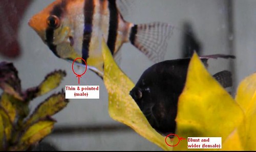male female angelfish