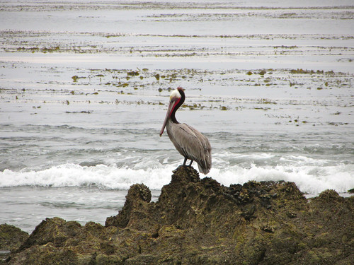 morning pelican