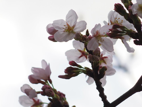 Sakura bloom in Tokyo 03