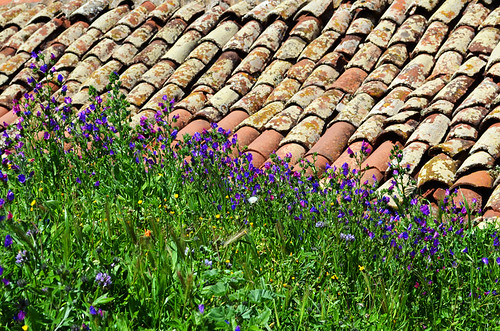 Spring Flowers & Roof Tiles, Teno, Tenerife