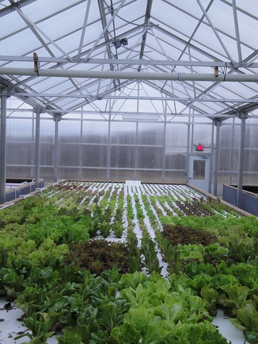 Victus Farm greenhouse