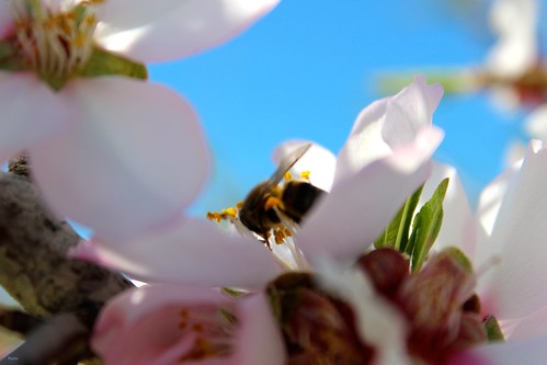 De abeja a abeja by Paxtorino