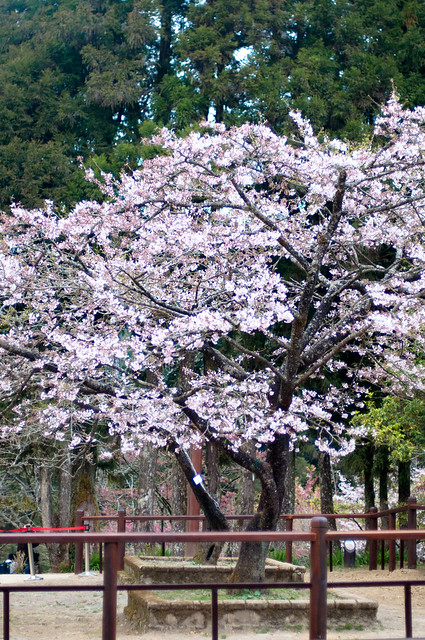 2013 阿里山櫻花季 -209