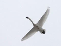 Tundra Swan Migration, 2013