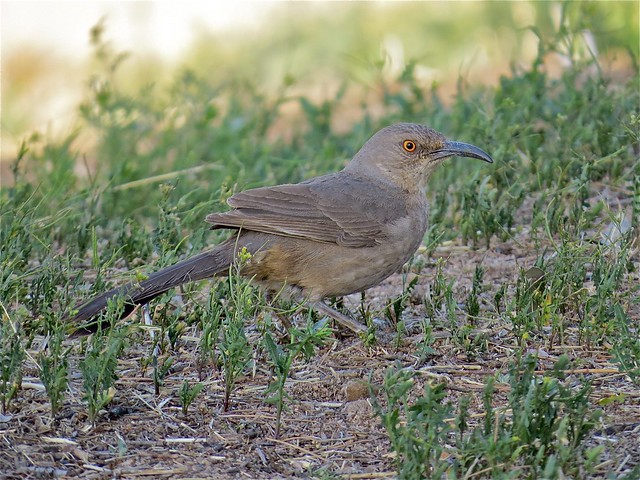 Curve-billed Thrasher at the Green Valley Country Club in Green Valley, AZ 03