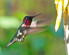All Hummingbirds