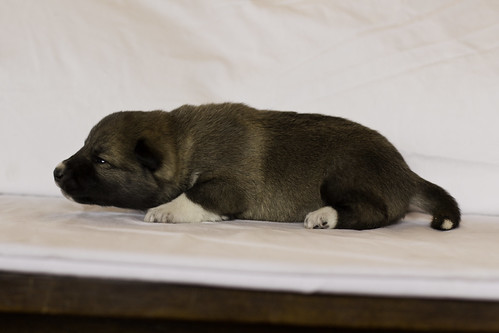 Ike-Kilbe-Pup5-Female(Day 13)-27