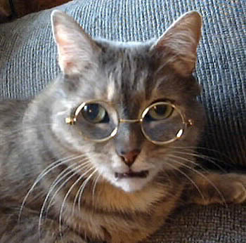 Cat-CatWearingGlasses