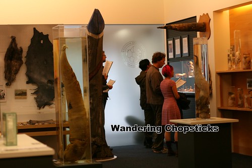 4 Icelandic Phallological Museum - Reykjavik - Iceland 42