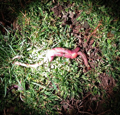 Earthworm Erotica #photoaday by acmacom