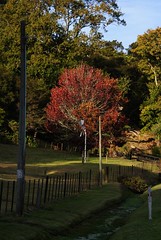 autumn tree, Kauaeranga Valley