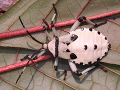 Shield Bugs (Acanthosomatidae)