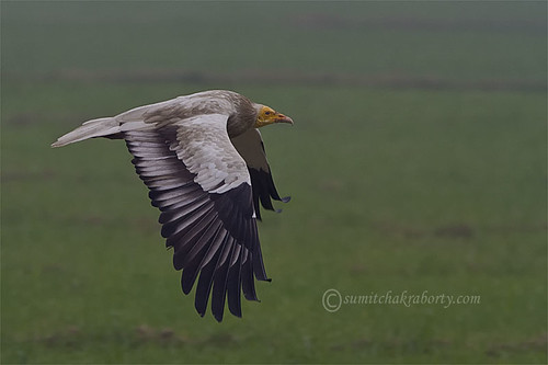 egyptian vulture in flight by goodfriend19