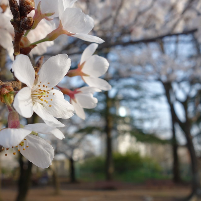 今年の桜。散り始めたところもある。