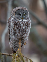 Great Gray Owl - Middleton, WI