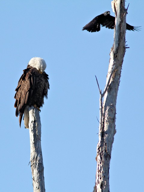 Fish Crow harasses eagle 3-20130328