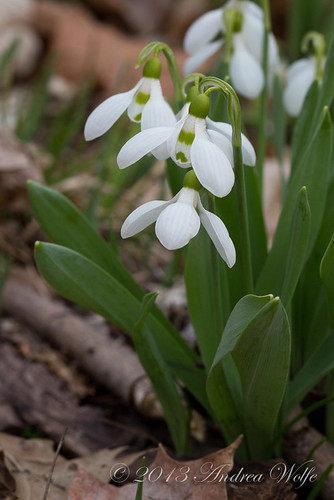 Snowdrops by andiwolfe
