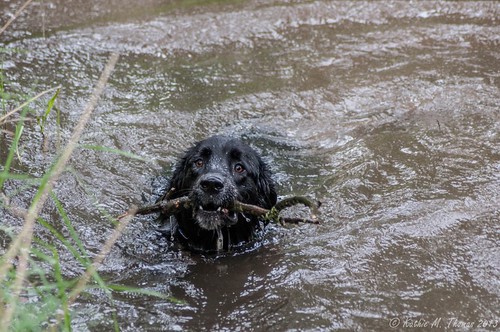 Dog enjoys the water