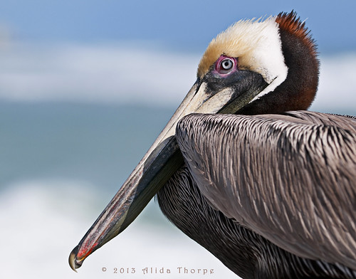 pelican face by Alida's Photos