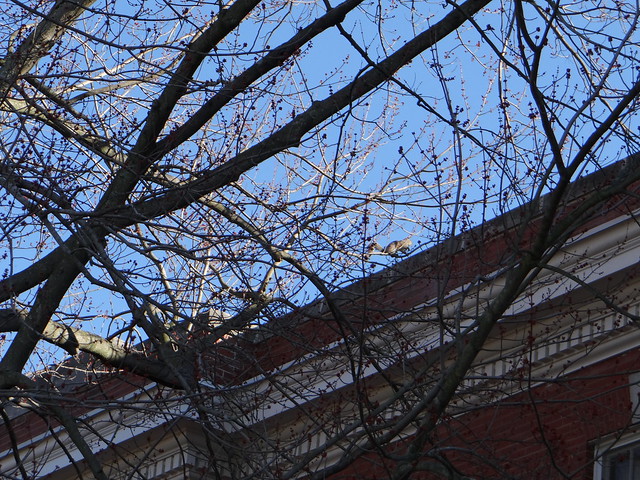 Squirrel on the Roof