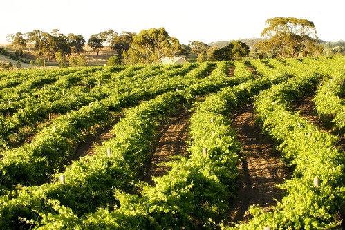 Jim Barry Wines armagh vineyard shiraz south australia wine