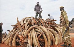 重達五噸的象牙將被焚毀。圖片來自：肯亞野生動物管理局。