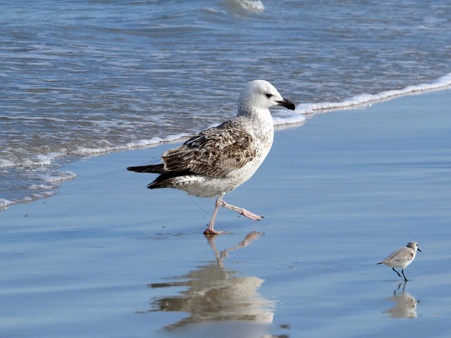 Great Black-backed Gull with fishing line