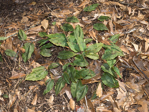 Tipularia discolor leaves