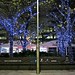 Illuminated trees in Canary Wharf