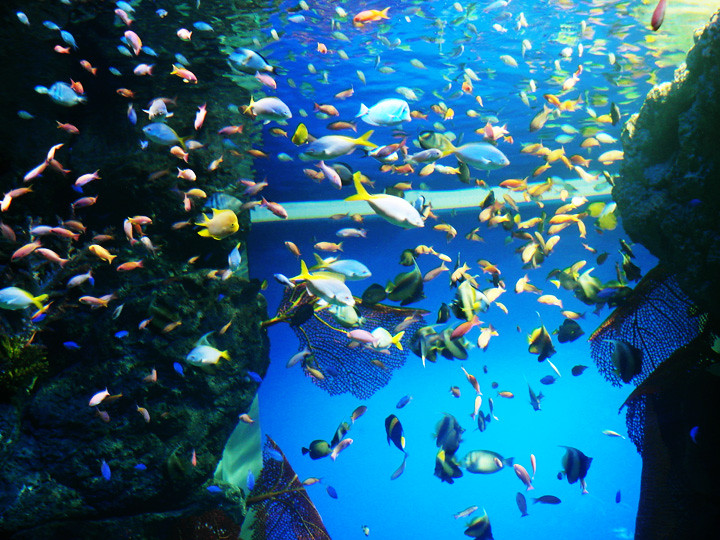 colourful fishes S.E.A. Aquarium world’s largest aquarium