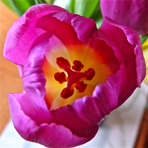 Tulip Macro by Irene_A_