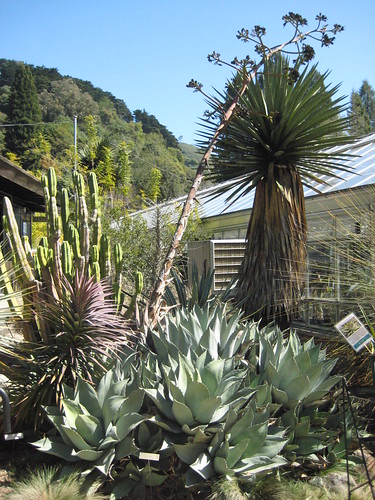 Agave parryi clump with spent bloom