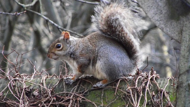 a short chat with a squirrel 03
