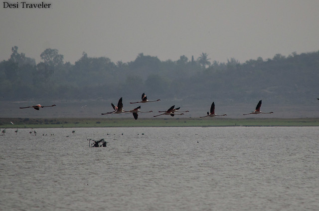 Pink Flamingos in flight at gandipet lake