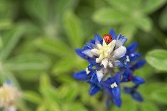 Life in the Bluebonnets