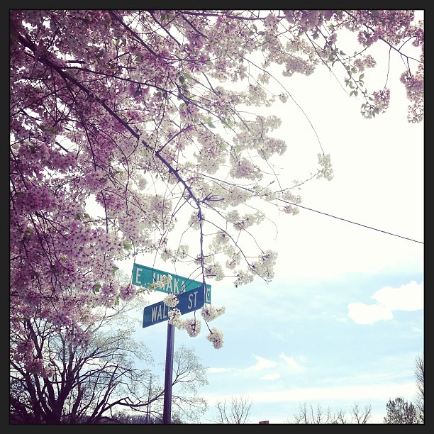 Running in 81* weather was made bearable by the FLOWERS. Everywhere. #coloroverload! #yayspring