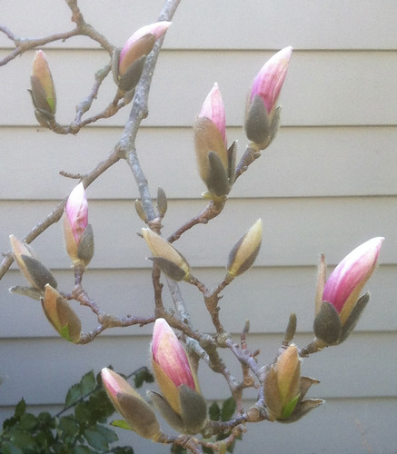 Buds on Magnolia Tree by randubnick