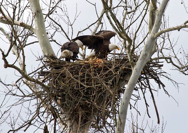 100 Eagles Nest