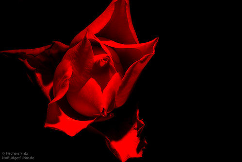 Red_Rose_In_The_Dark