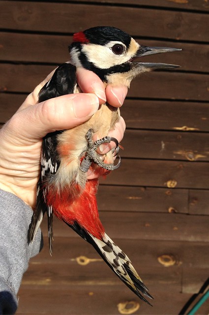 Male Great Spotted Woodpecker