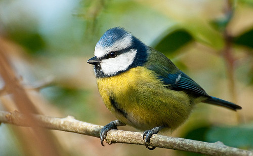 Blue Tit....  (Explored) by Andy Short's Nature Photography.
