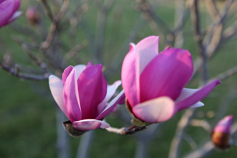 magnolia_77
