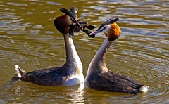 Grebes ..Great Crested...Slavonian & Little 