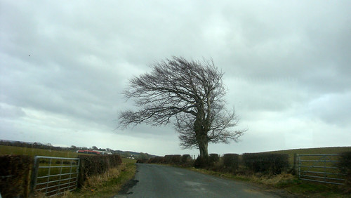 A tree in the winter width=