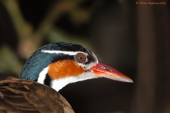 Guyana Birds Nov-Dec 2012