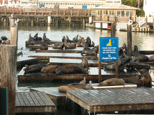 Famous Pier 39 Sea Lions!